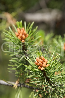 Young pine cones