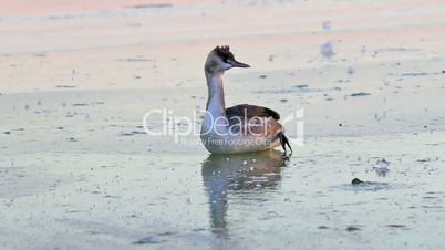 Great crested grebe on the ice