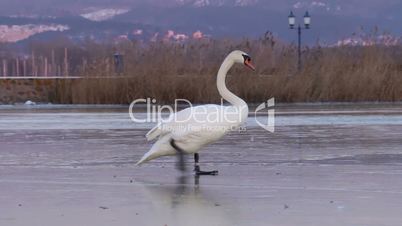 White mute swan on the ice