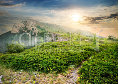 Juniper in mountains