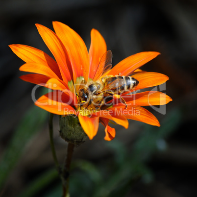 bee on a beautiful flower