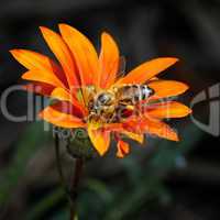 bee on a beautiful flower