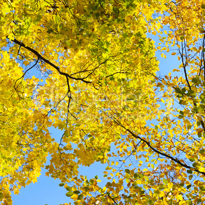 yellow autumn leaves on background blue sky yellow autumn leaves on background blue sky