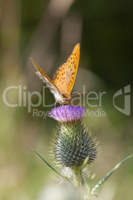 Randring-Perlmutterfalter - Boloria eunomia