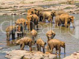 Elefantenherde im Fluss