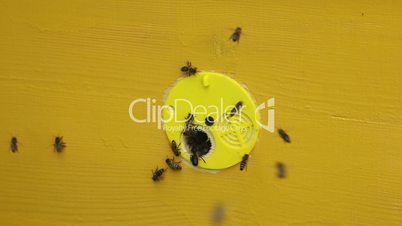 Yellow beehive with flying and crawling bees