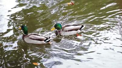 Wild ducks swimming on the river