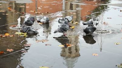 Grey doves near fountain, townhall reflection and autumn leaves