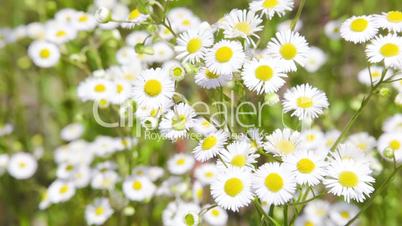 Camomile field with camera motion defocusing