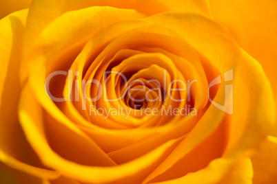 Orange Rose