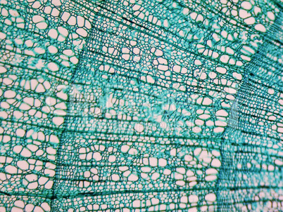 Tilia stem micrograph