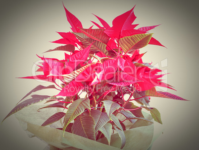 Poinsettia Christmas star