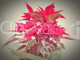 Poinsettia Christmas star