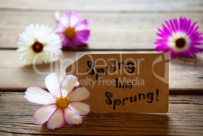 Label With Text Spring Has Sprung With Cosmea Blossoms