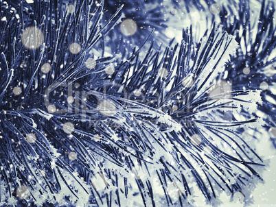 snowy pine branch close up