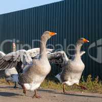 domestic geese on a farm