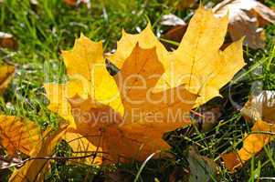 yellow maple leaves on green grass