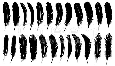 Set of different feathers