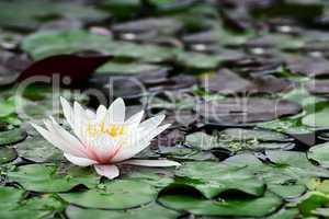 Water lily in lake.