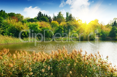 Forest lake in the rays of dawn