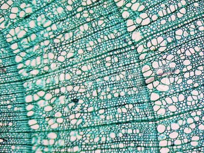 Tilia stem micrograph