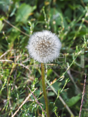 Fluffy dandelion Fluffy dandelion