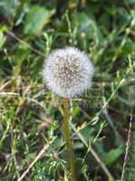 Fluffy dandelion