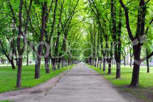 Beautiful park with many green trees