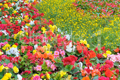 bright garden flowers