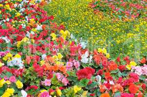 bright garden flowers