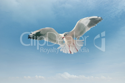 seagull and blue sky