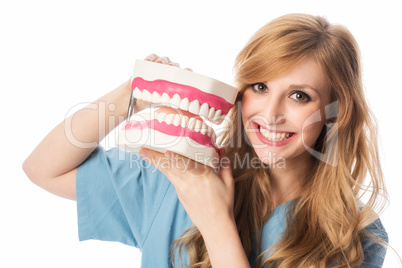 Ärztin zeigt ein Zahnmodell