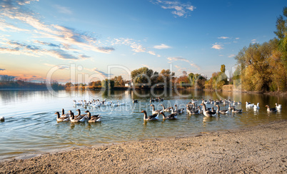 Floating geese