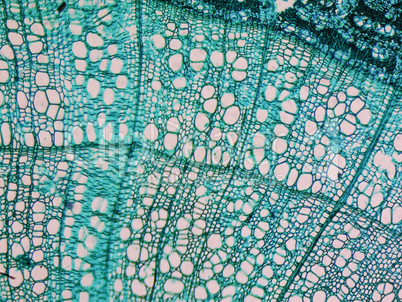 Tilia stem micrograph