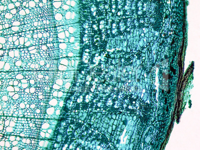 Tilia stem micrograph