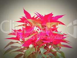 Poinsettia Christmas star