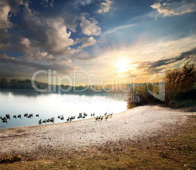 Geese in lake