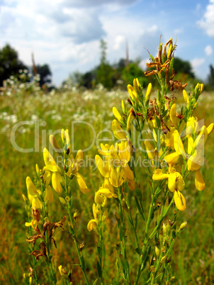 Genista tinctoria