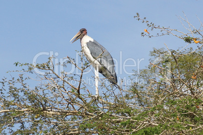 Marabu, Lake Awassa, Äthiopien, Afrika