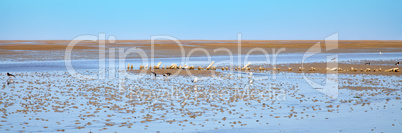 wadden sea