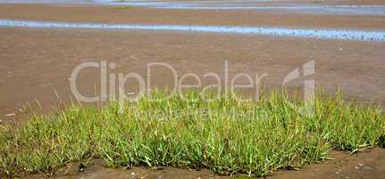 wadden sea