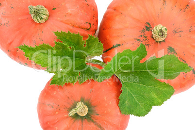 pumpkins isolated on white background