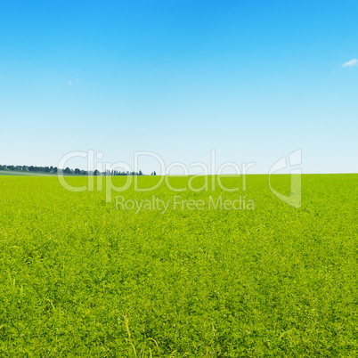 green field and blue cloudless sky