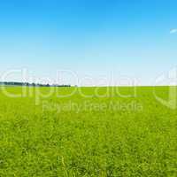 green field and blue cloudless sky