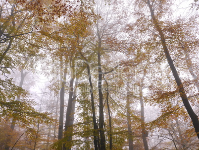 Buchen in Herbstfaerbung