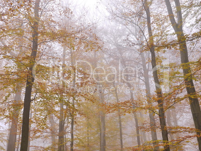 Buchen in Herbstfaerbung