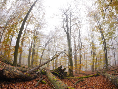 Buchenwald in Herbstfaerbung