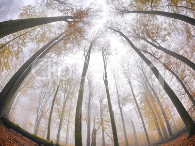 Buchenwald in Herbstfaerbung