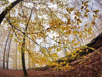 Buchenwald in Herbstfaerbung