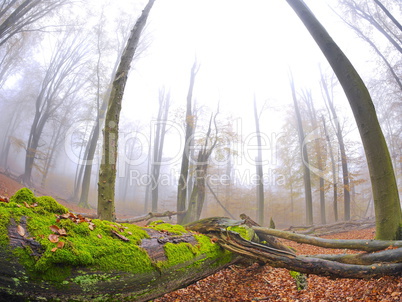 Totholz im Naturschutzgebiet Rohrberg